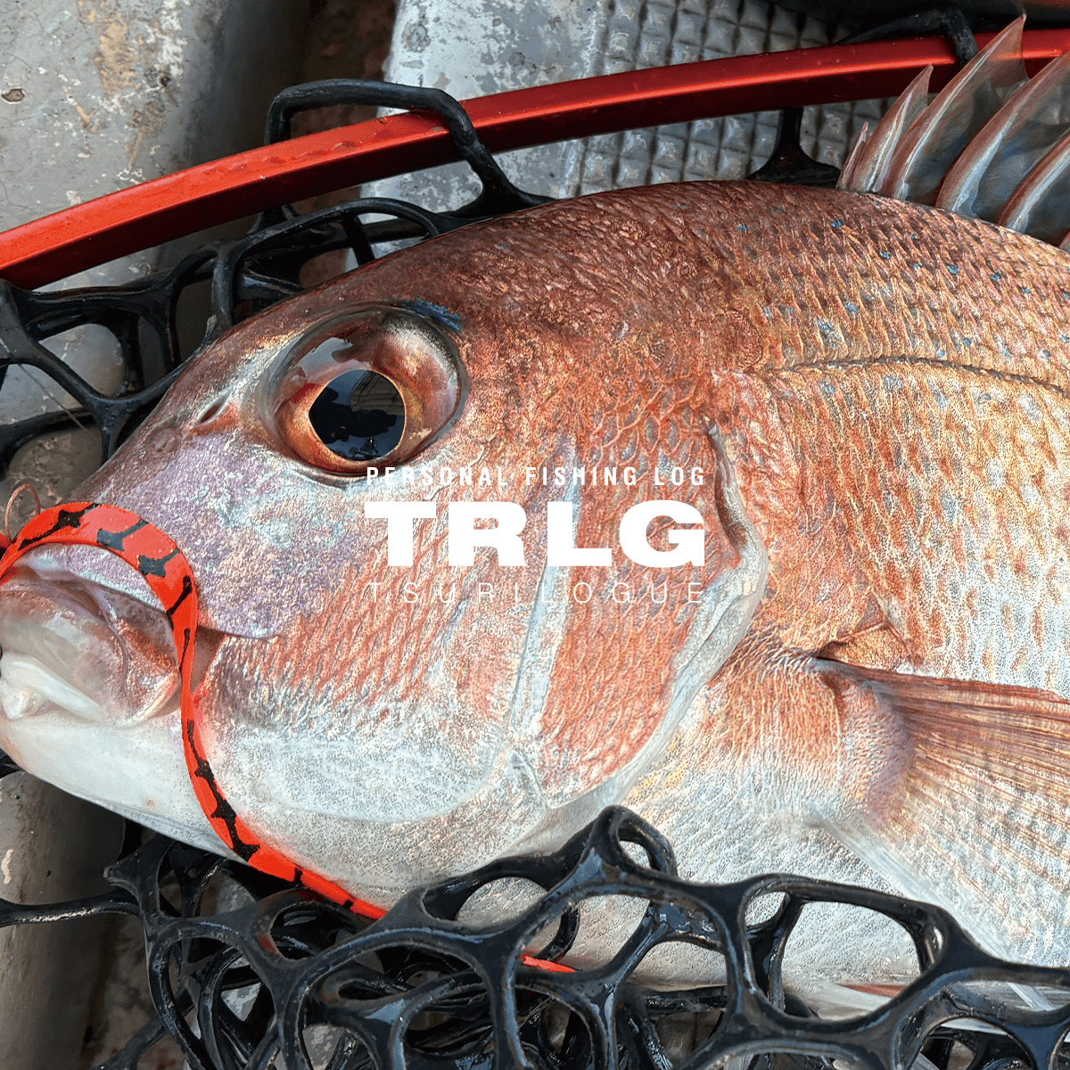 釣りログとは？釣果記録・釣行メモを残すメリットと始め方