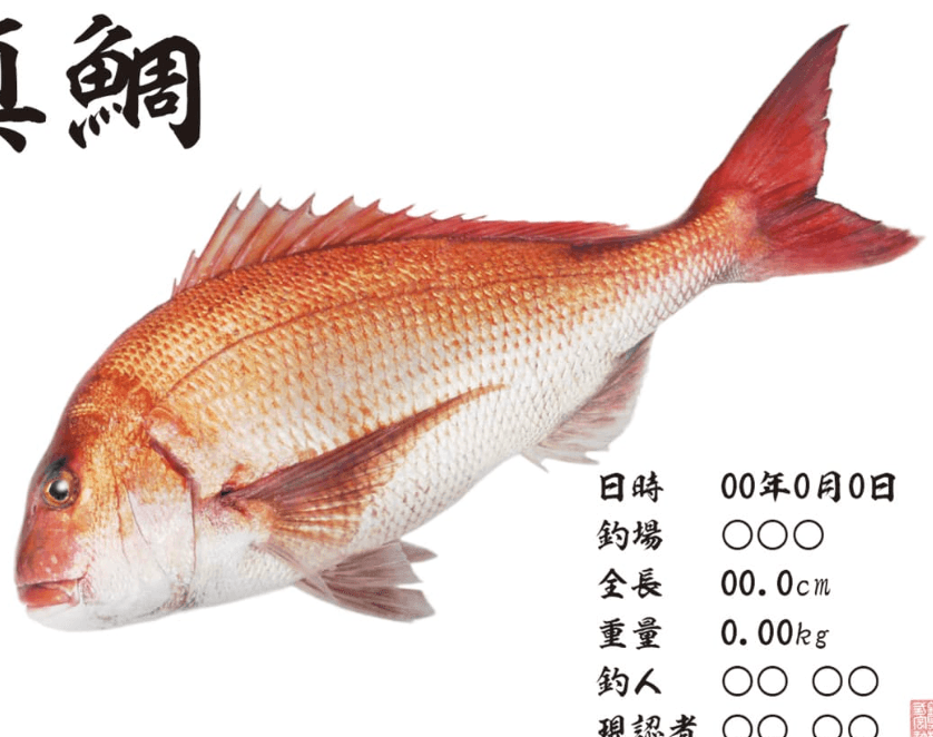 釣果記録に残すべき項目一覧｜時間・場所・潮・ルアーをどう残す？